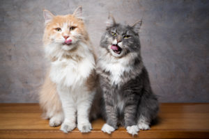 funn portrait of two hungry maine coon cats sitting side by side waiting for treats licking lips looking at camera funn portrait of two hungry maine coon cats sitting side by side waiting for treats licking lips looking at camera